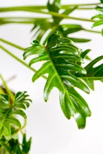 Side angle view of Philodendron Kubla Khan hybrid foliage.