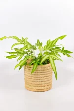 The Cretan Brake Fern is hardy, compact, and fuss-free. With textured green fronds, it’s perfect for brightening corners indoors or outside in the shade.