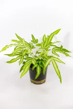Full Cretan Brake Fern plant in nursery pot.