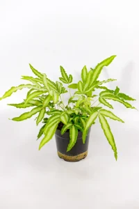 Full Cretan Brake Fern plant in nursery pot.