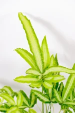 Hardy indoor fern styled as table plant.