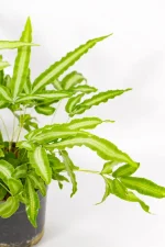 Compact Cretan Brake Fern with divided green fronds.