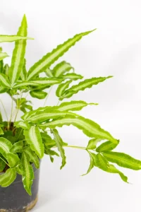Compact Cretan Brake Fern with divided green fronds.