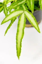 Close-up of Cretan Brake Fern fronds with texture.