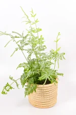Decorative Silver Lace Fern in woven basket styled indoors.