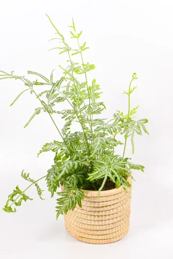 Decorative Silver Lace Fern in woven basket styled indoors.