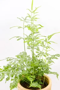 Delicate fern with fine fronds displayed on table.