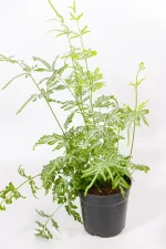 Full Silver Lace Fern plant in nursery pot.