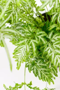 Close-up of Silver Lace Fern fronds with green and white variegation.