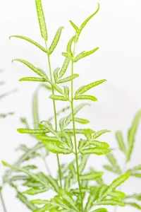 Delicate fern with fine fronds displayed on table.