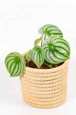 Decorative Watermelon Peperomia plant in woven basket indoors.
