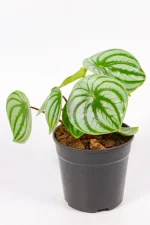 Full compact Watermelon Peperomia plant in pot.