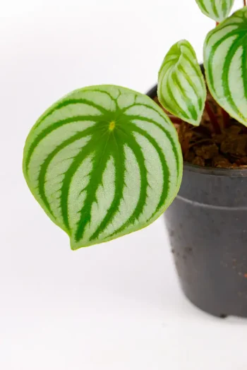 Close-up of Watermelon Peperomia leaf with silver and green stripes.