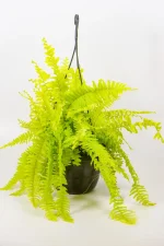 Bright yellow-green Neon Boston Fern in pot with full bushy fronds