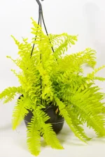 Hanging Neon Boston Fern styled indoors near filtered light window.