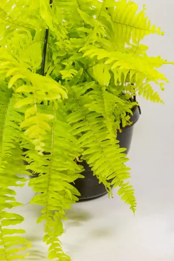 Close-up of Neon Boston Fern foliage showing vivid lime colour.