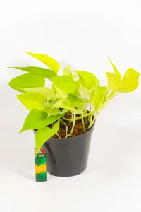Healthy Pothos Diamond Lime in bright indirect light