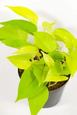 Cascading pothos stems over pot edge