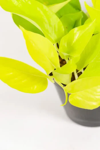 Trailing Pothos Diamond Lime in a 15cm pot