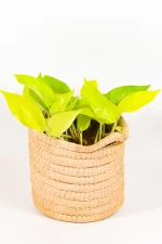 Close up of a diamond lime pothos in a handwoven basket