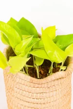 Pothos Diamond Lime with bright lime variegated leaves