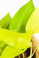 Macro shot of lime green and yellow leaves of a pothos