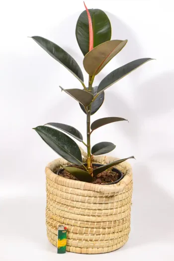 Abidjan Rubber Tree in handmade basket under filtered light.