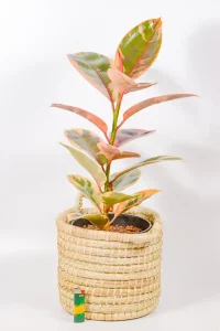 Belize Rubber Tree in woven basket, bright indirect light highlighting colour.