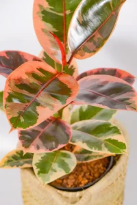 Close-up of pink-blushed leaves with cream margins.