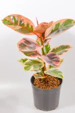 Side view of Ficus elastica Belize showing multicoloured foliage.