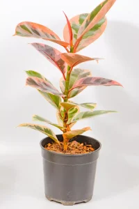 Large Ficus elastica Belize with pink and cream variegated leaves in a 19cm pot.