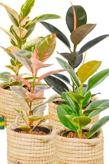 A group of the Large Rubber Tree Range all displayed together in handmade baskets