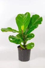 Medium Ficus lyrata in a standard 19cm nursery pot.