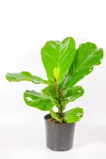 Side view of Ficus lyrata medium showing glossy green leaves and sturdy stem.