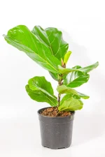 Medium Ficus lyrata with upright leaves in a 19 cm terracotta pot on a wooden floor.