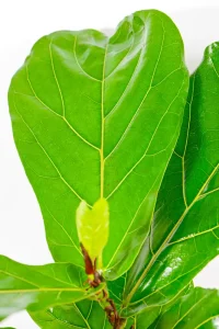 Close-up of fiddle-shaped leaf showing rich veins and glossy surface.
