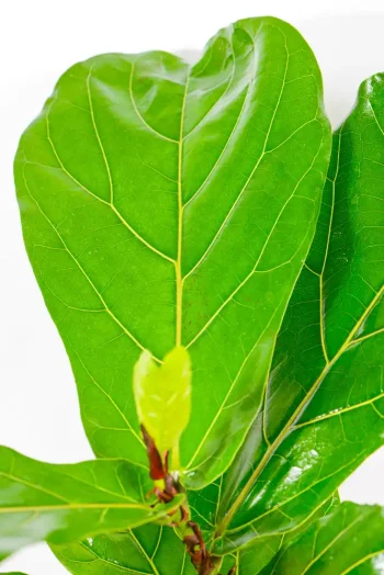 Close-up of fiddle-shaped leaf showing rich veins and glossy surface.