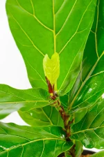 Macro shot of new growth emerging from the top of a medium Ficus lyrata.