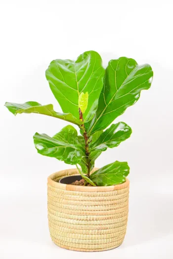Full medium Fiddle Leaf Fig in a handmade woven basket beside a window.