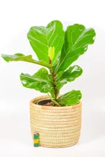 Medium Ficus lyrata styled on a stand next to a reading chair and soft light.