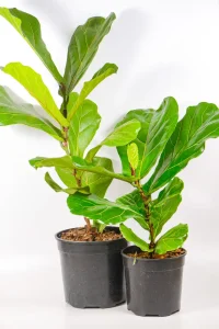 Ficus Lyrata medium standing next to a a small 14cm Lyrata