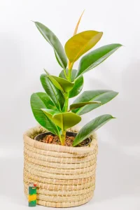 Robusta Rubber Tree styled in a handmade basket.