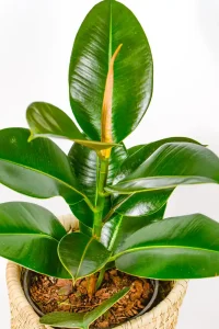 Close-up of dark green leaf texture catching soft indoor light.
