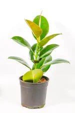 Large Ficus elastica Robusta with deep green glossy leaves in a 19cm pot.