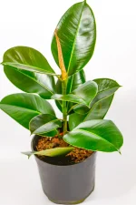 Side view showing upright growth and broad leaves of Ficus elastica Robusta.