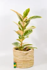 Tineke Rubber Tree in a medium handwoven basket.