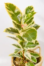 Close-up of leaf pattern with cream edges and sage green centres.