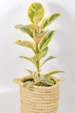 Tineke Rubber Tree displayed in woven basket on light wooden floor.