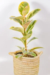 Tineke Rubber Tree displayed in woven basket on light wooden floor.