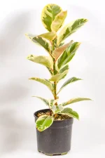 Side angle showing tall form and soft variegation of Ficus elastica Tineke.